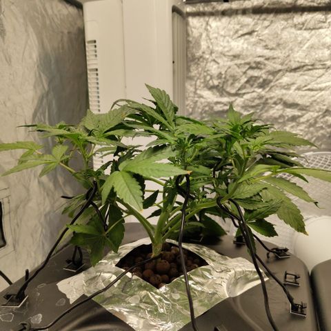 CBD Crack growlog timeline photo