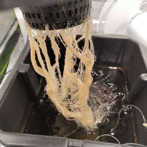 CBD Crack growlog timeline photo