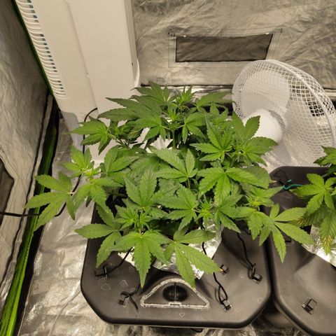 CBD Crack growlog timeline photo