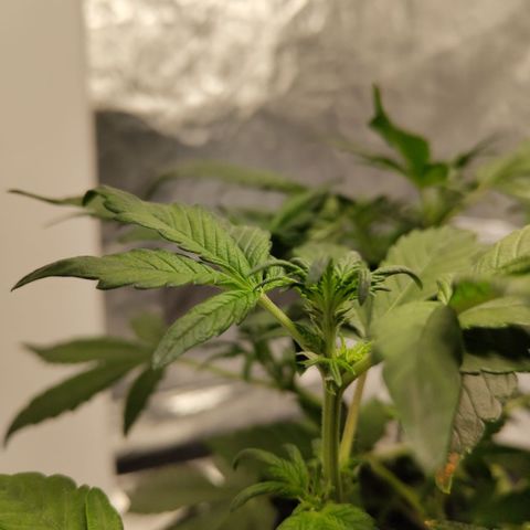 CBD Crack growlog timeline photo