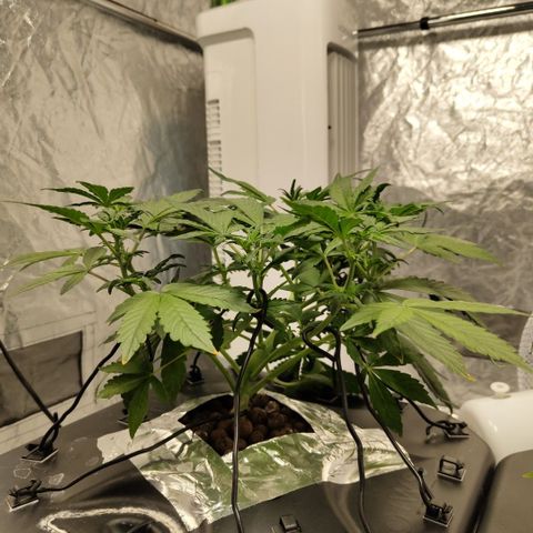 CBD Crack growlog timeline photo