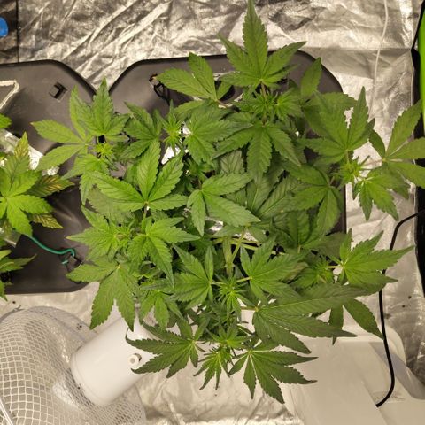 CBD Crack growlog timeline photo