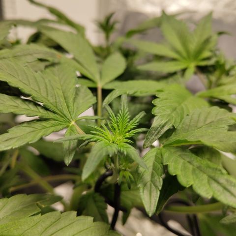 CBD Crack growlog timeline photo