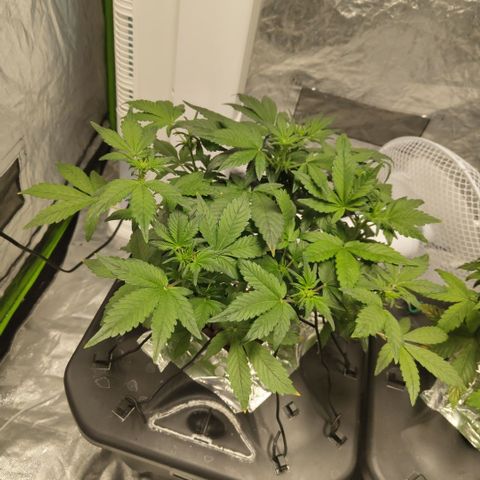CBD Crack growlog timeline photo