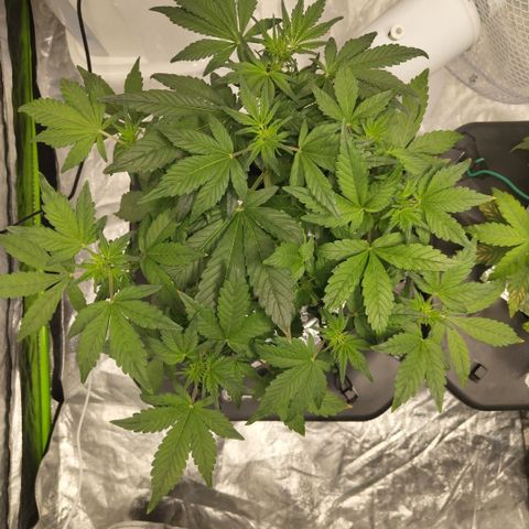 CBD Crack growlog photo: Before training