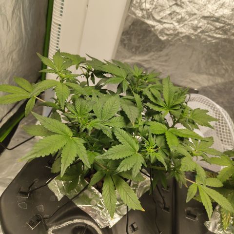 CBD Crack growlog photo: Before training