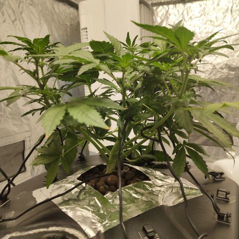 CBD Crack growlog photo: Before training
