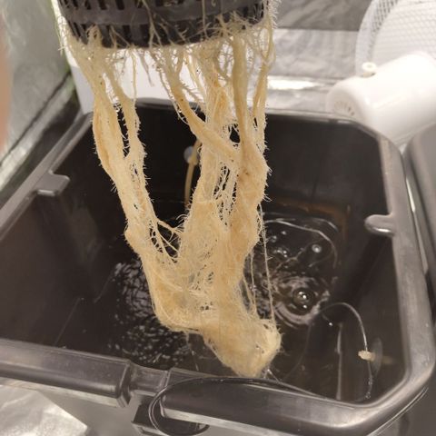 CBD Crack growlog photo: Before training