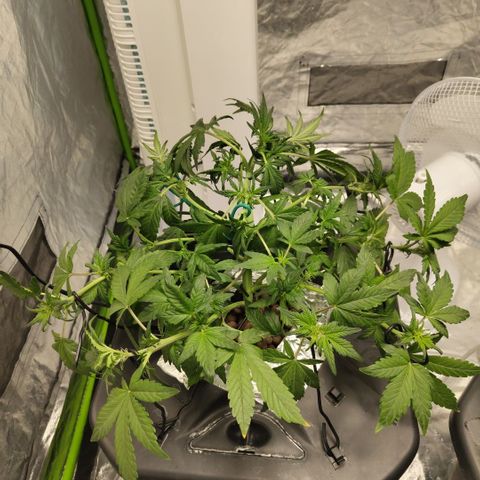 CBD Crack growlog photo: After lst