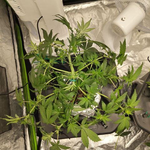 CBD Crack growlog photo: After lst