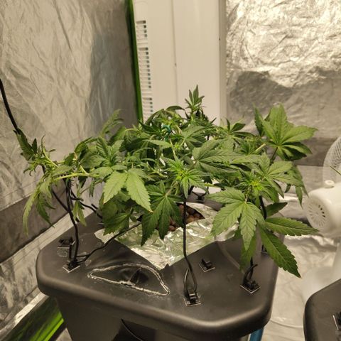 CBD Crack growlog photo: After lst