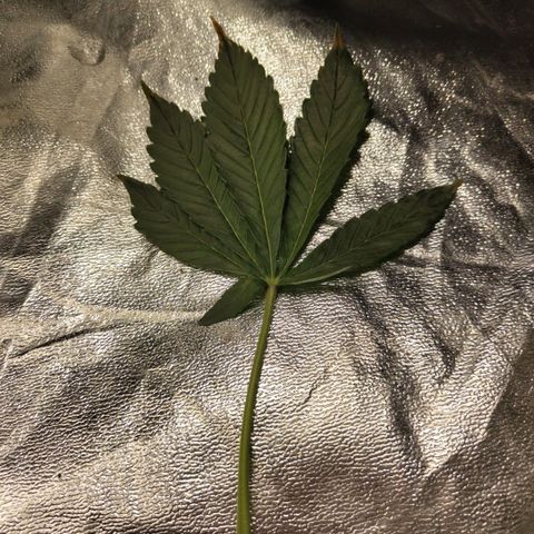 CBD Crack growlog photo: After lst