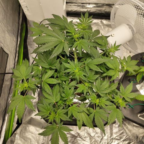 CBD Crack growlog photo: Before def