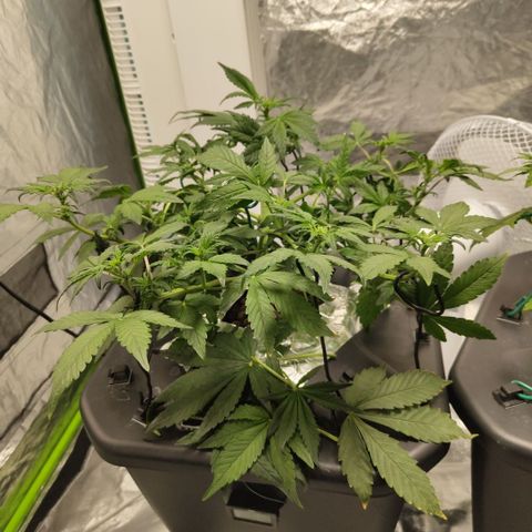 CBD Crack growlog timeline photo