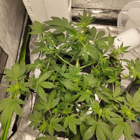 CBD Crack growlog photo: After taking leaves off that are in the way of budsites