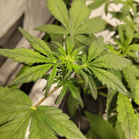 CBD Crack growlog timeline photo