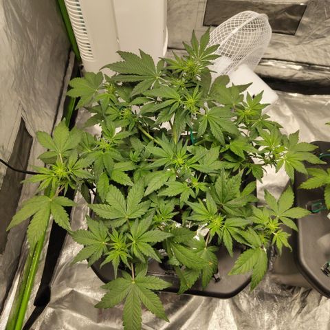 CBD Crack growlog timeline photo