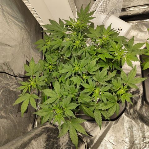 CBD Crack growlog timeline photo