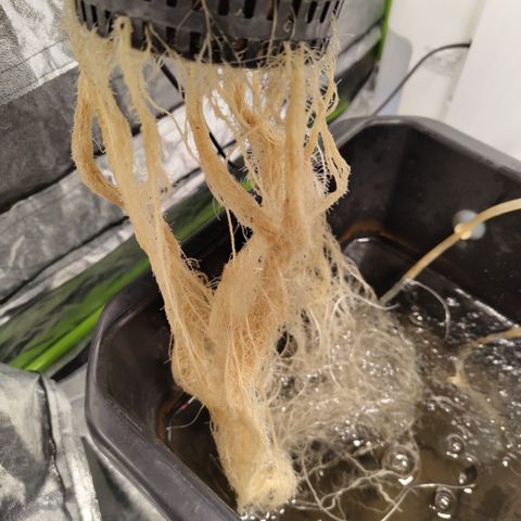 CBD Crack growlog timeline photo