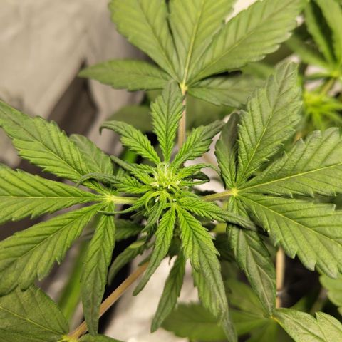 CBD Crack growlog timeline photo