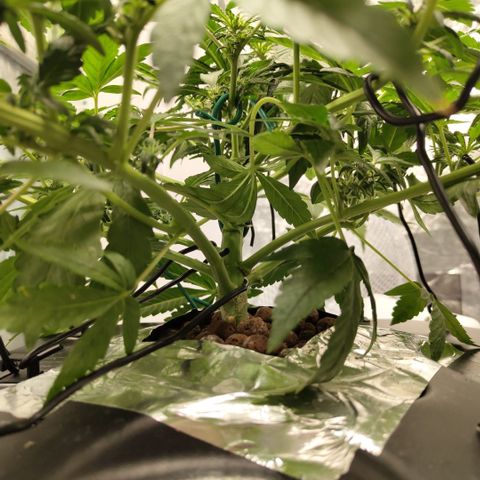 CBD Crack growlog timeline photo