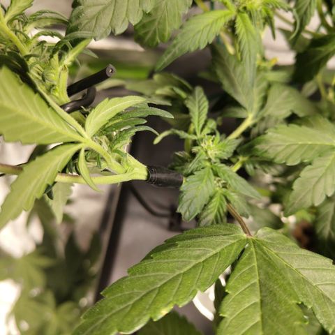 CBD Crack growlog photo: Getting ready for trip, after LST and def