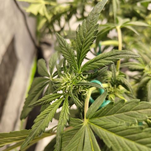 CBD Crack growlog photo: Getting ready for trip, after LST and def