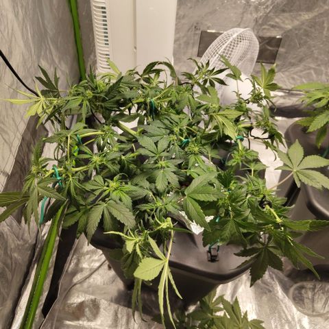 CBD Crack growlog photo: Getting ready for trip, after LST and def
