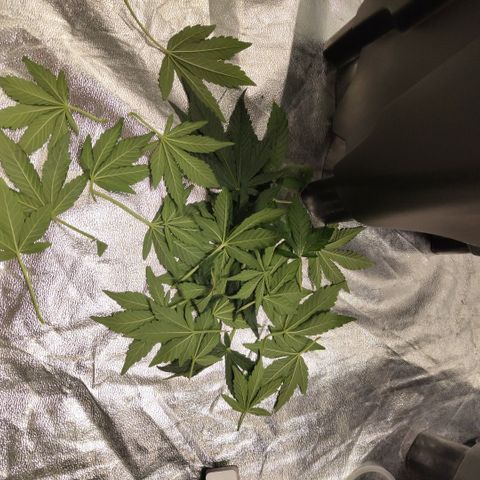 CBD Crack growlog photo: Getting ready for trip, after LST and def