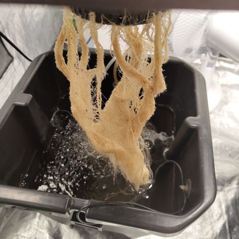 CBD Crack growlog timeline photo