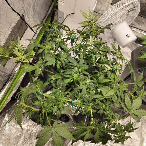 CBD Crack growlog photo: Small extra modofications