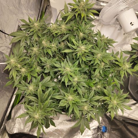 CBD Crack growlog timeline photo