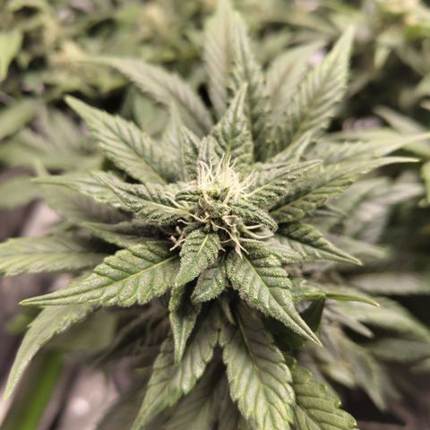 CBD Crack growlog timeline photo
