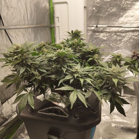 CBD Crack growlog timeline photo