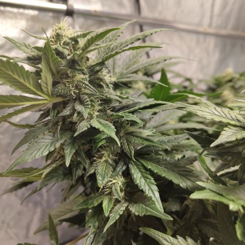 CBD Crack growlog timeline photo