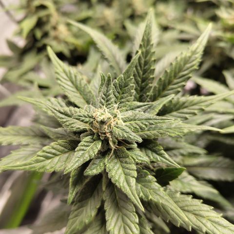 CBD Crack growlog timeline photo