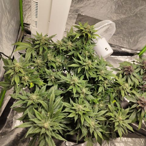 CBD Crack growlog timeline photo
