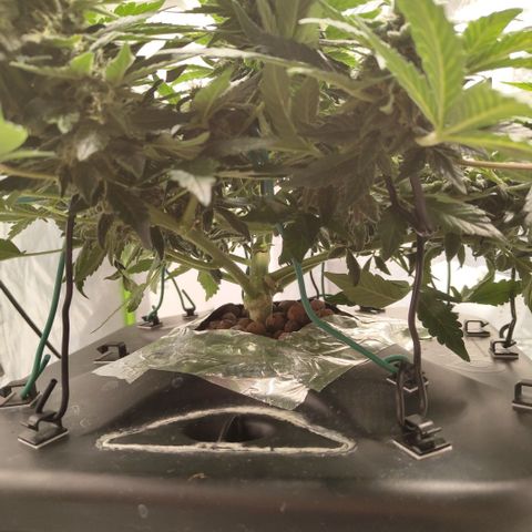 CBD Crack growlog timeline photo