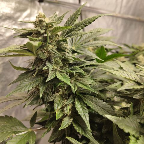 CBD Crack growlog timeline photo