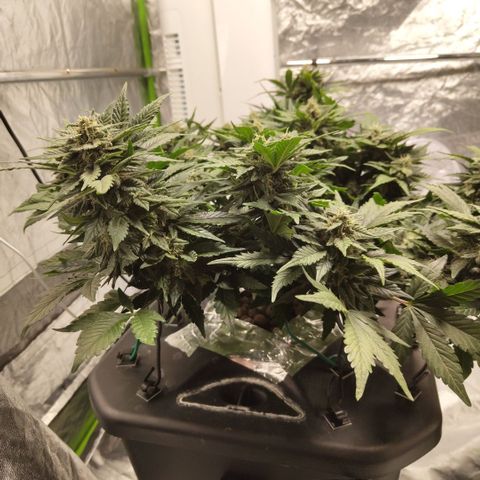 CBD Crack growlog timeline photo