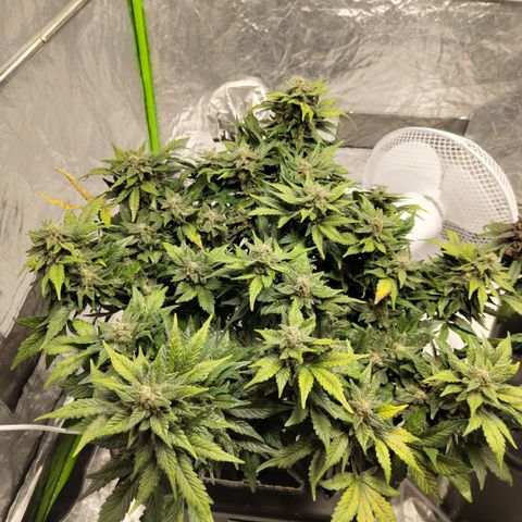 CBD Crack growlog timeline photo