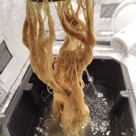 CBD Crack growlog timeline photo