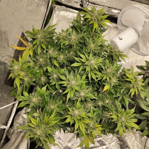 CBD Crack growlog timeline photo