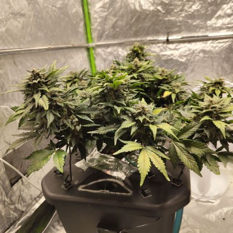 CBD Crack growlog timeline photo