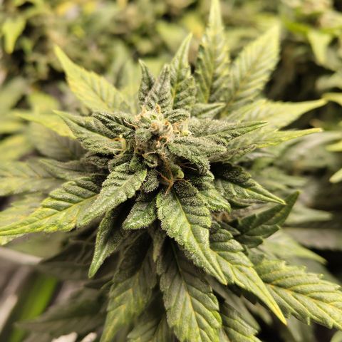 CBD Crack growlog timeline photo