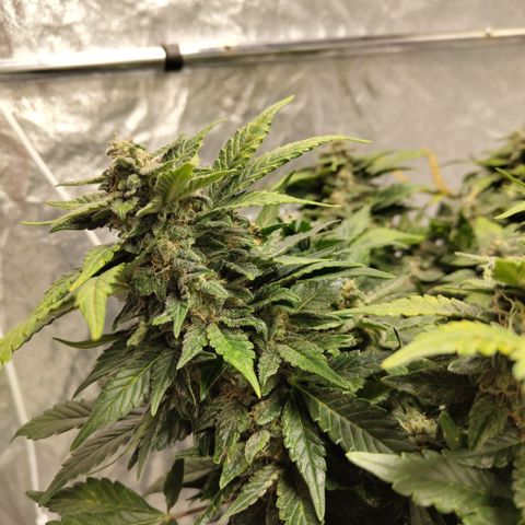 CBD Crack growlog timeline photo