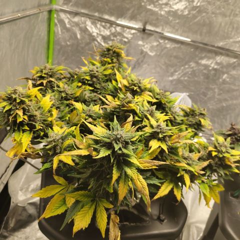 CBD Crack growlog timeline photo