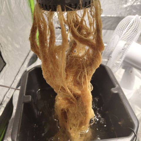 CBD Crack growlog timeline photo