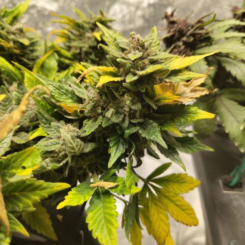 CBD Crack growlog timeline photo