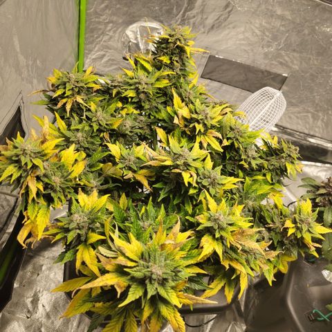 CBD Crack growlog timeline photo